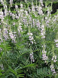 Galega officinalis L.